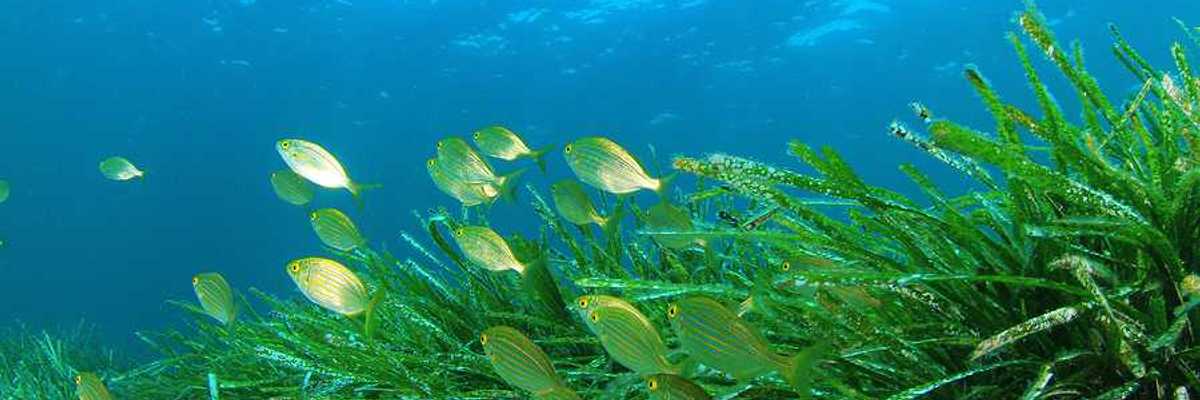 Seagrasses with green fish swimming nearby