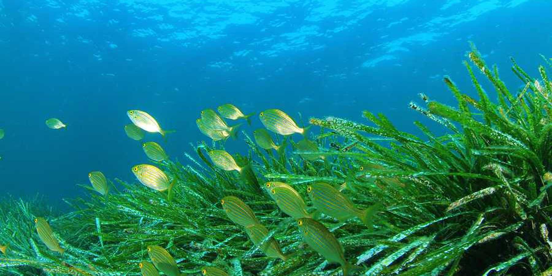 Seagrasses with green fish swimming nearby