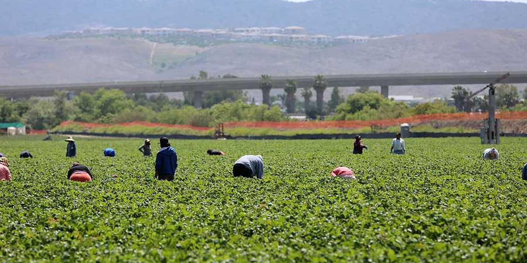 Seasonal farm workers work a field and pick and package strawberries in Lake Forest, California.