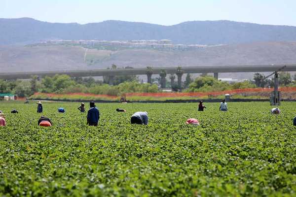 Seasonal farm workers work a field and pick and package strawberries in Lake Forest, California.