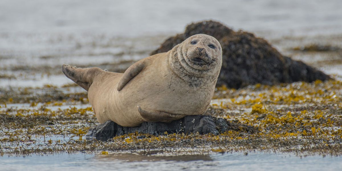 selective focus photography of seal lying on ground.