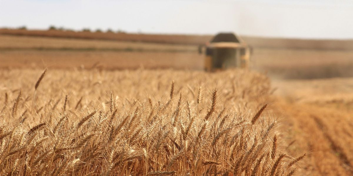 shallow focus photography of wheat field with a tractor harvesting during daytime.