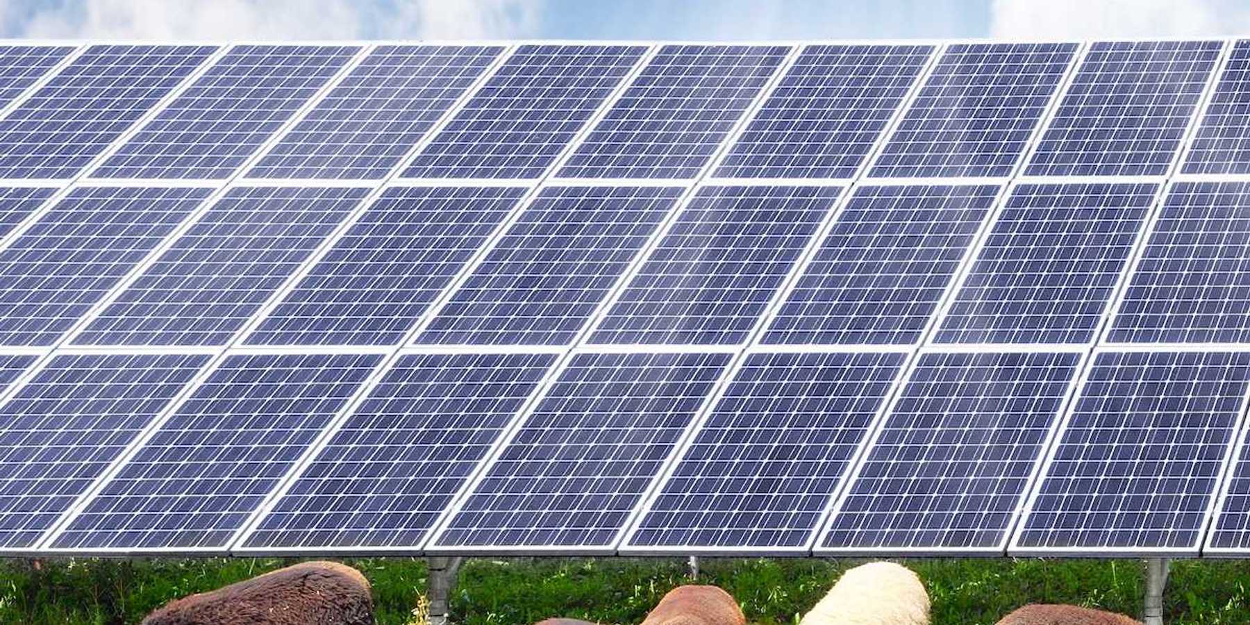 Sheep and solar energy panels against sunny sky. Ecological farming.