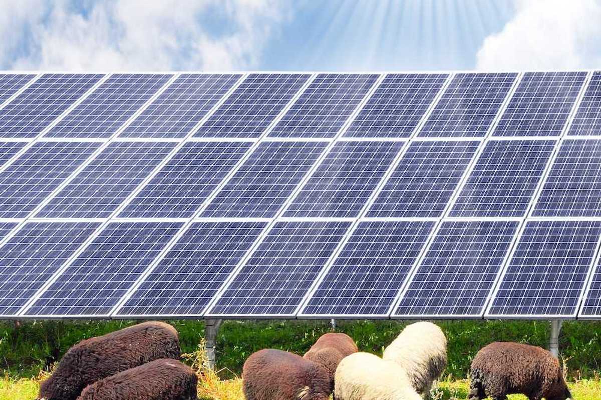 Sheep and solar energy photovoltaic panels against a sunny sky. Agrivoltaics in action.