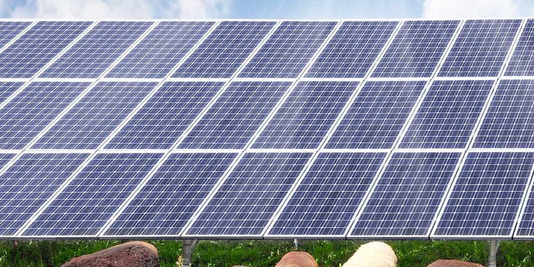 Sheep and solar energy photovoltaic panels against a sunny sky. Agrivoltaics in action.