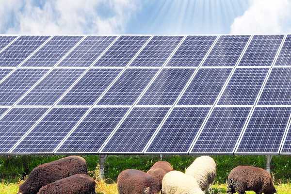 Sheep and solar energy photovoltaic panels against a sunny sky. Agrivoltaics in action.