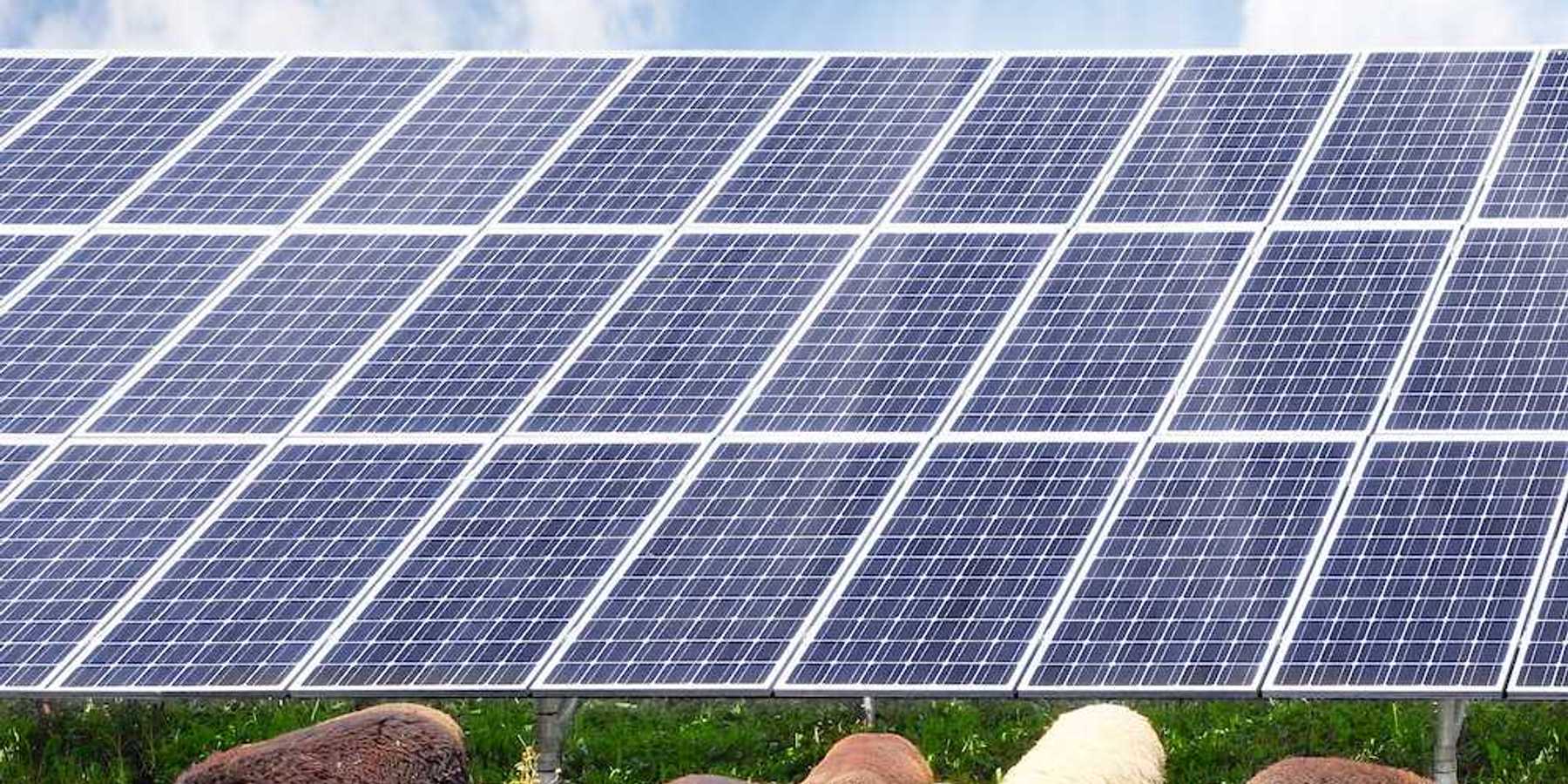 Sheep grazing underneath solar energy panels amidst a sunny sky.