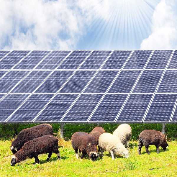 Sheep grazing underneath solar energy panels amidst a sunny sky.