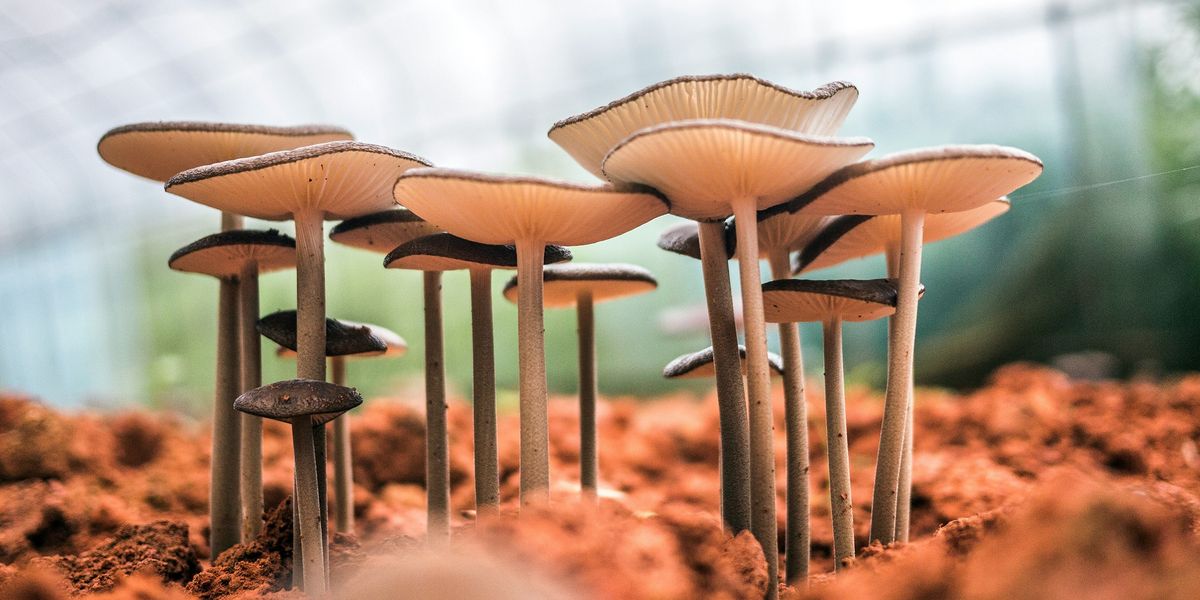 small mushrooms