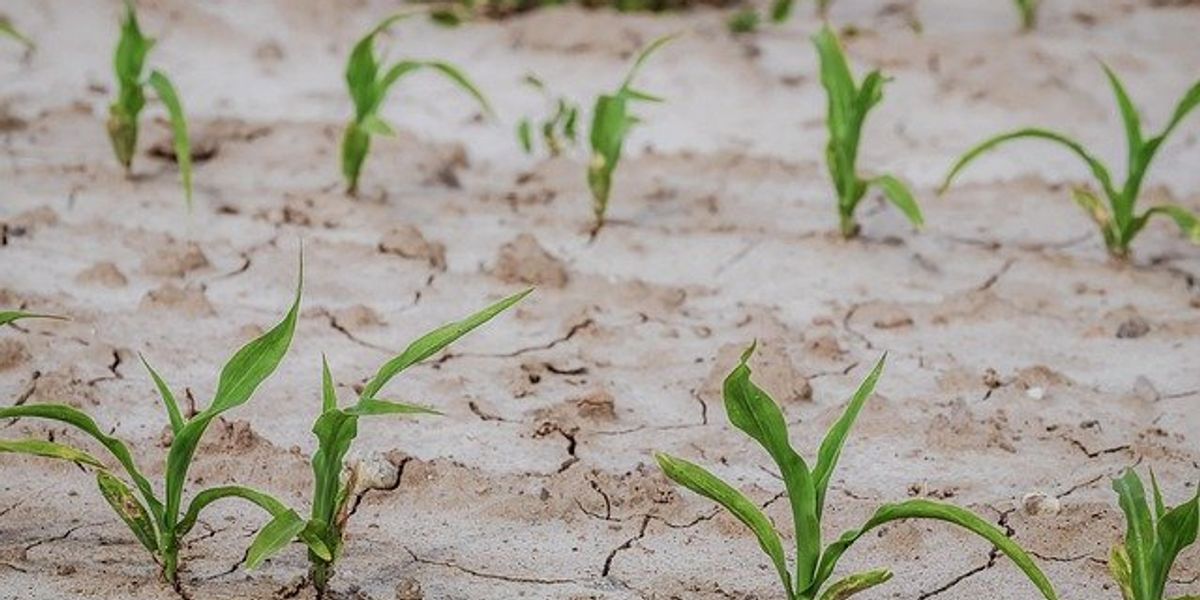 Small plants growing in dry soil.