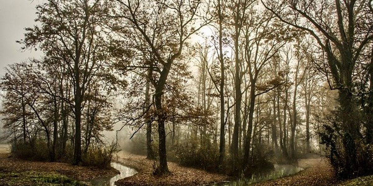 Small stream winding through a forest on a misty day.