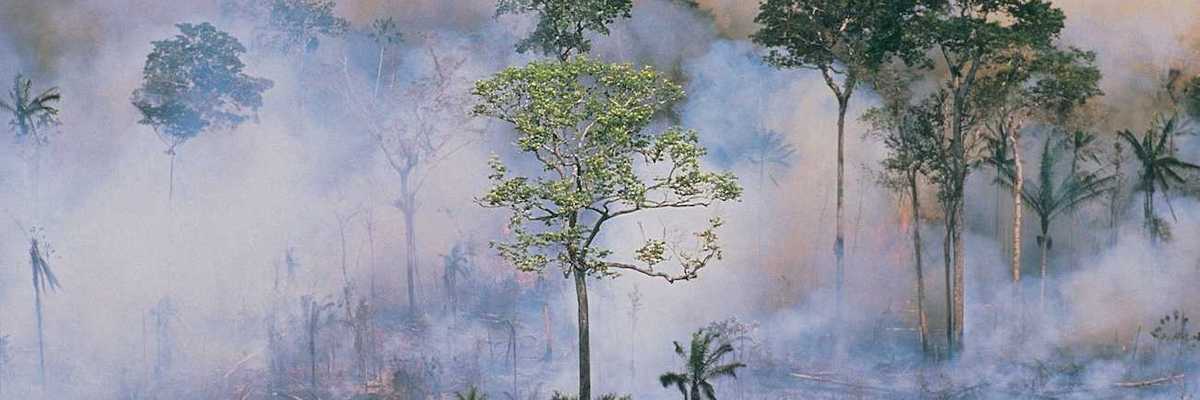 Smoky rainforest fire