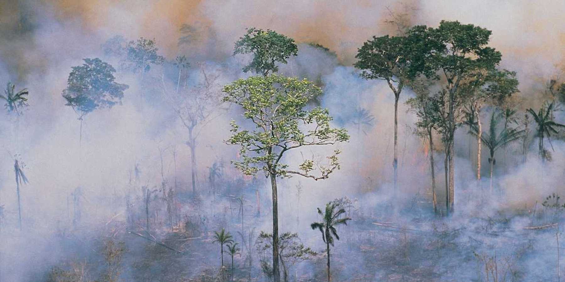 Smoky rainforest fire