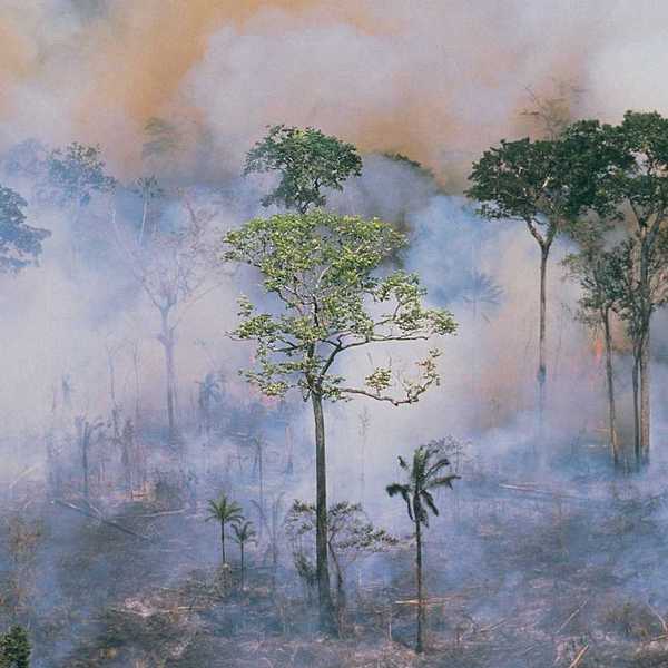 Smoky rainforest fire