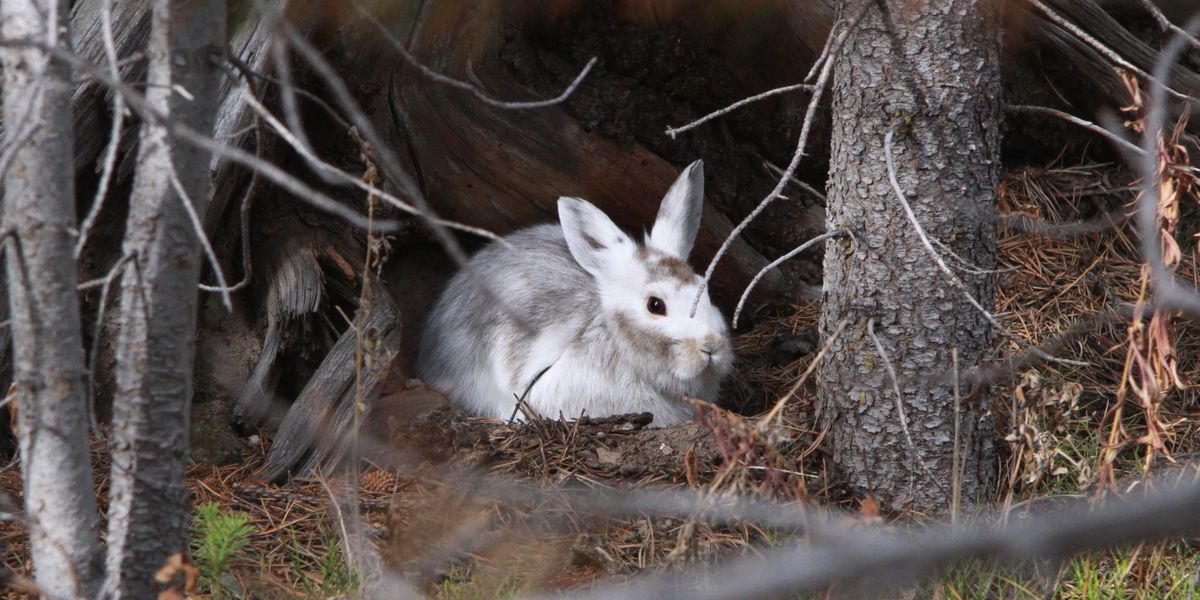 Snowshoe hare climate change