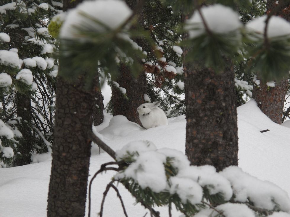 snowshoe hare climate change