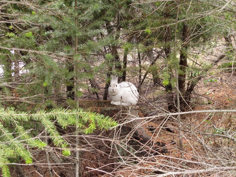 snowshoe hare