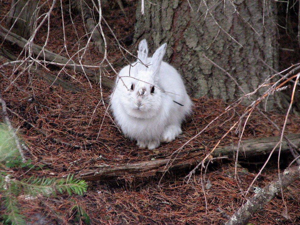 snowshoe hare