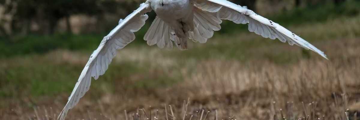 Snowy owl in winter plumage flying over a non-winter landscape