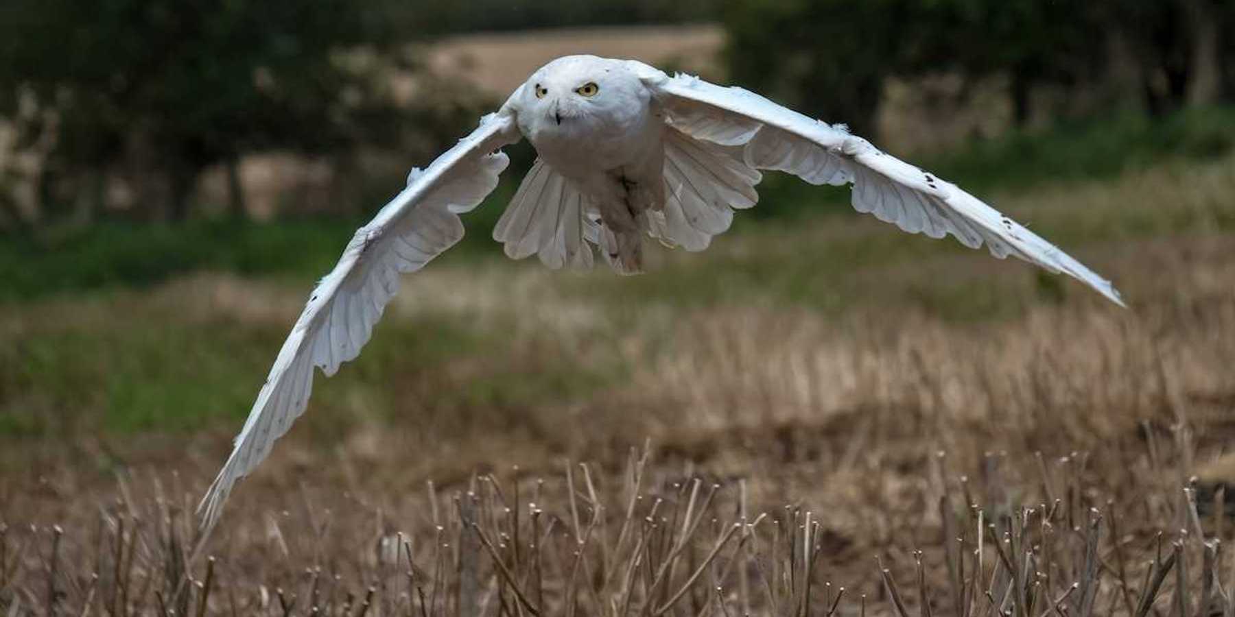 Snowy owl in winter plumage flying over a non-winter landscape