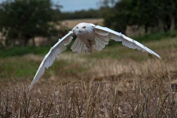 Snowy owl in winter plumage flying over a non-winter landscape