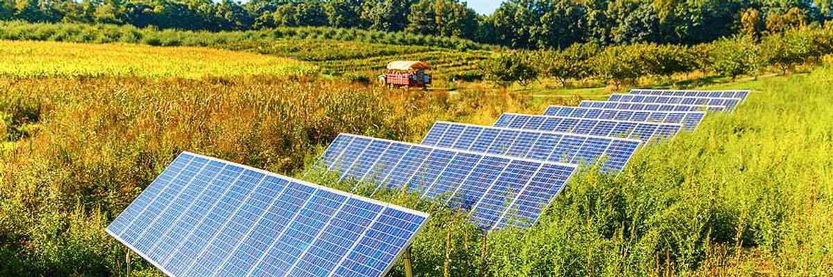 Solar panels arranged on a farm