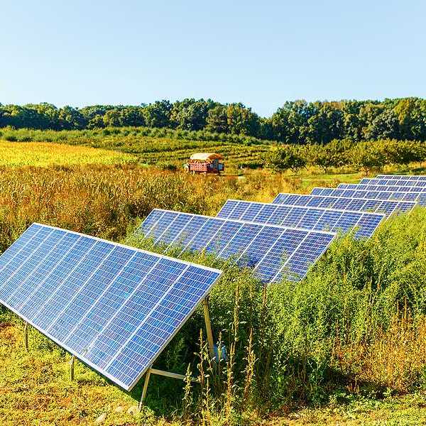 Solar panels arranged on a farm