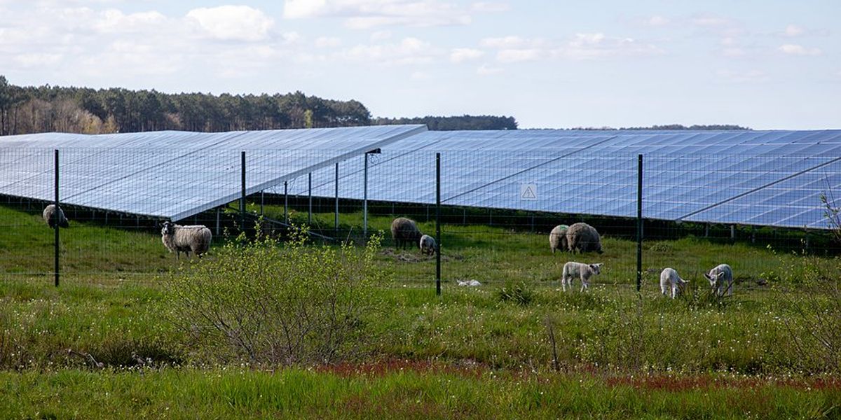 Solar panels with grazing sheep in a field.