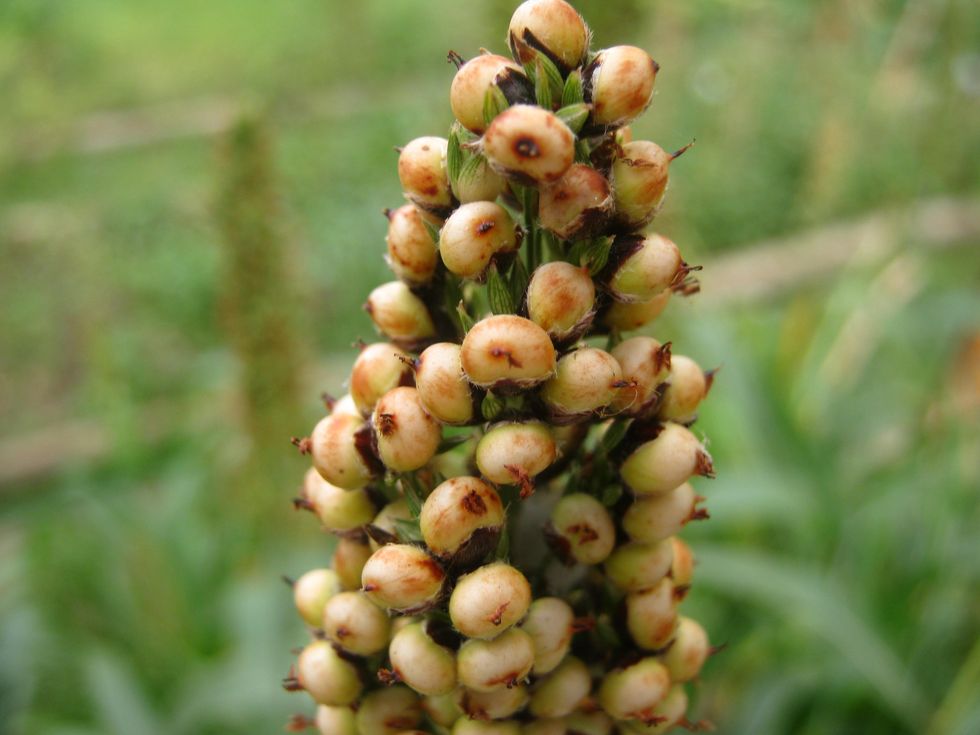 An ancient grain made new again: How sorghum could help U.S. farms adapt to climate change