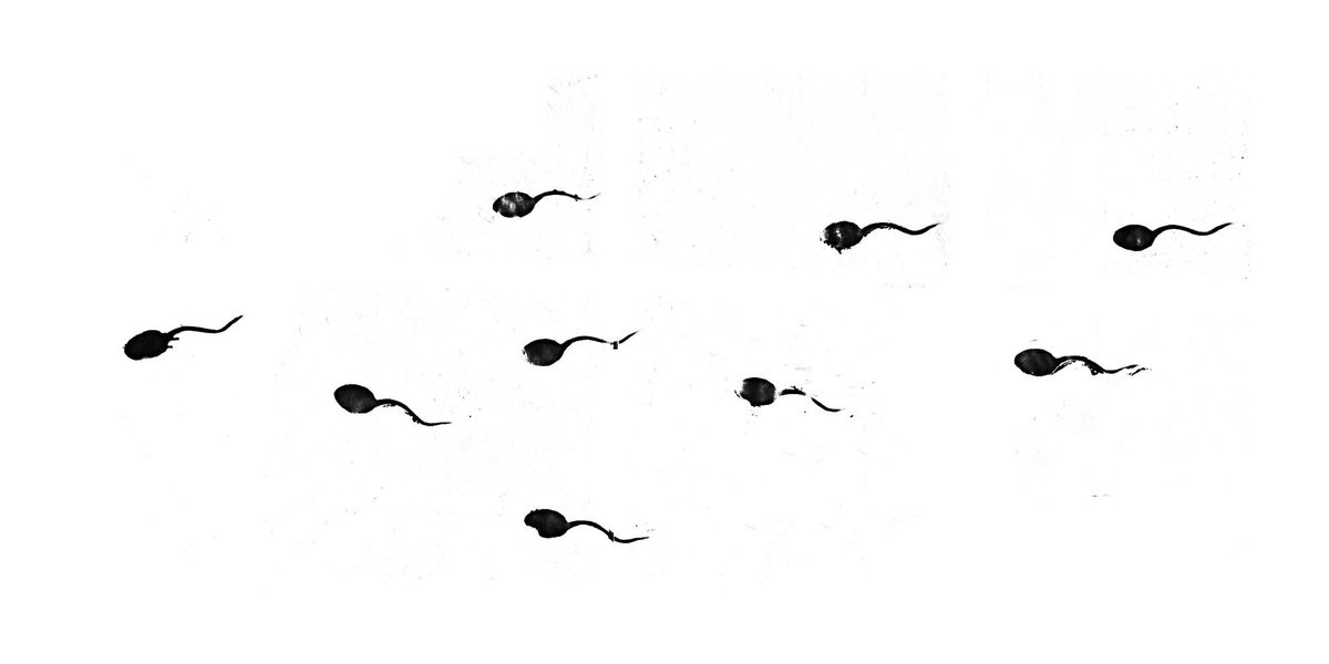 sperm count decline shanna swan