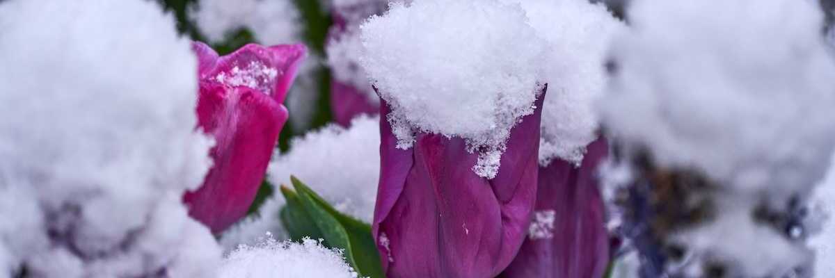 Spring snowstorm blankets tulips and other Spring blooms
