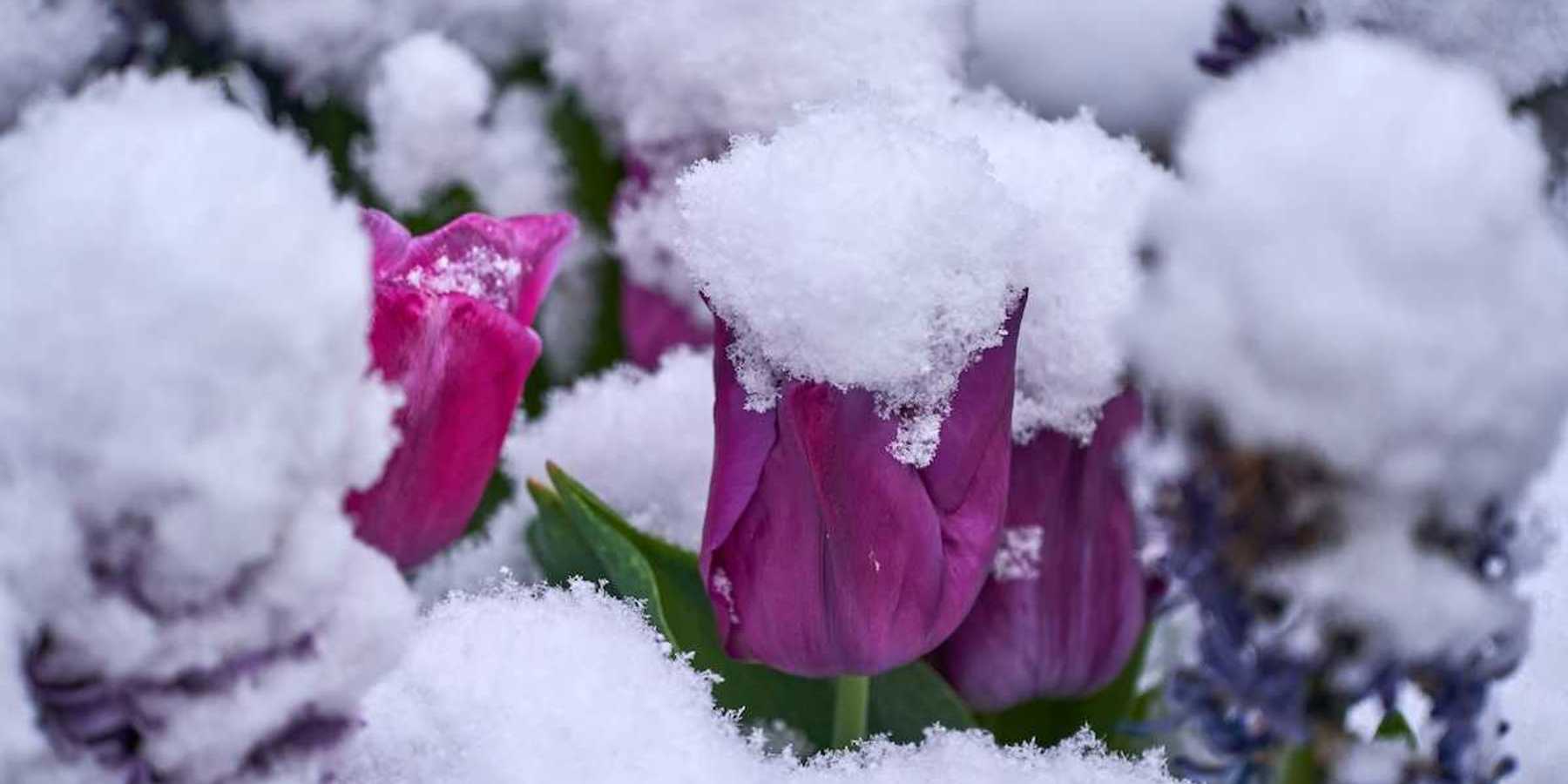 Spring snowstorm blankets tulips and other Spring blooms
