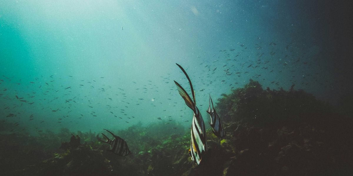 Striped fish swimming above the sea bed.