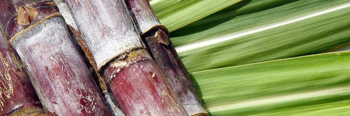 Sugarcane branches laying on green sugarcane leaves