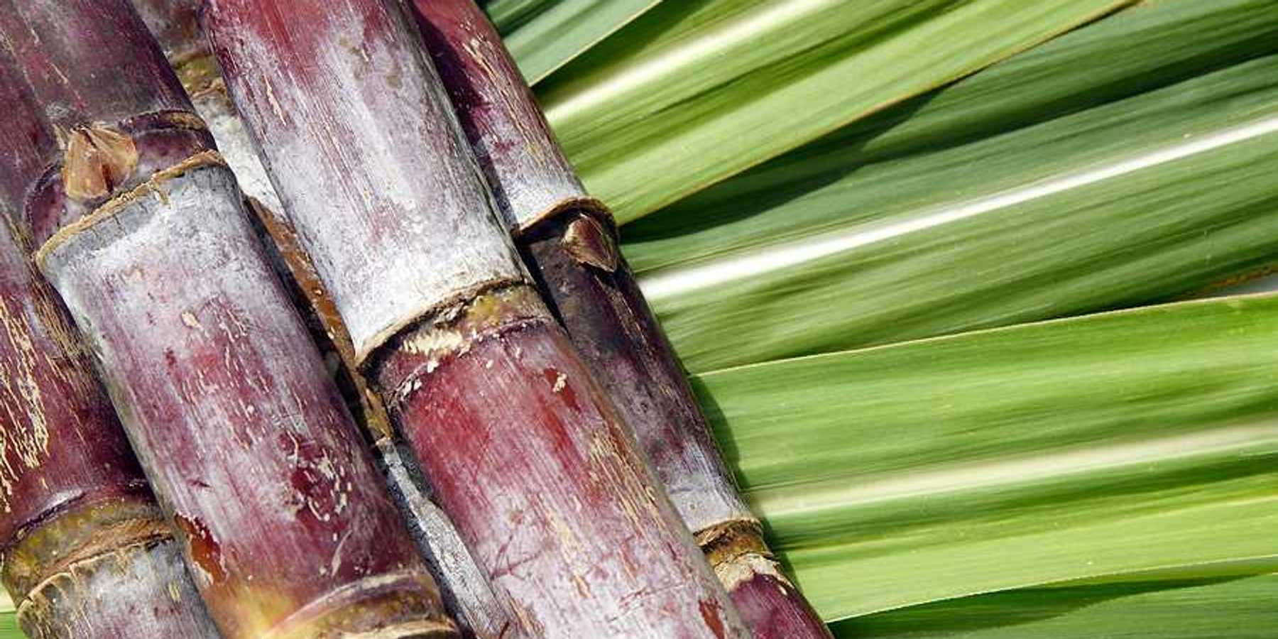 Sugarcane branches laying on green sugarcane leaves