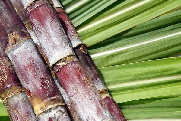 Sugarcane branches laying on green sugarcane leaves