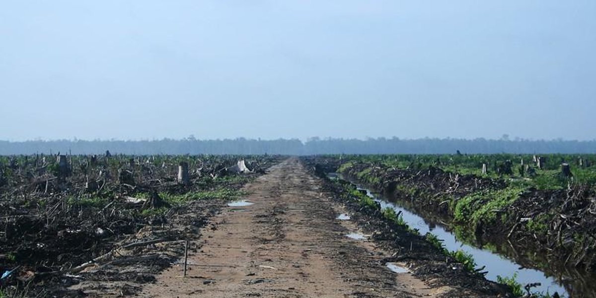 Sumatra oil palm land grabbing