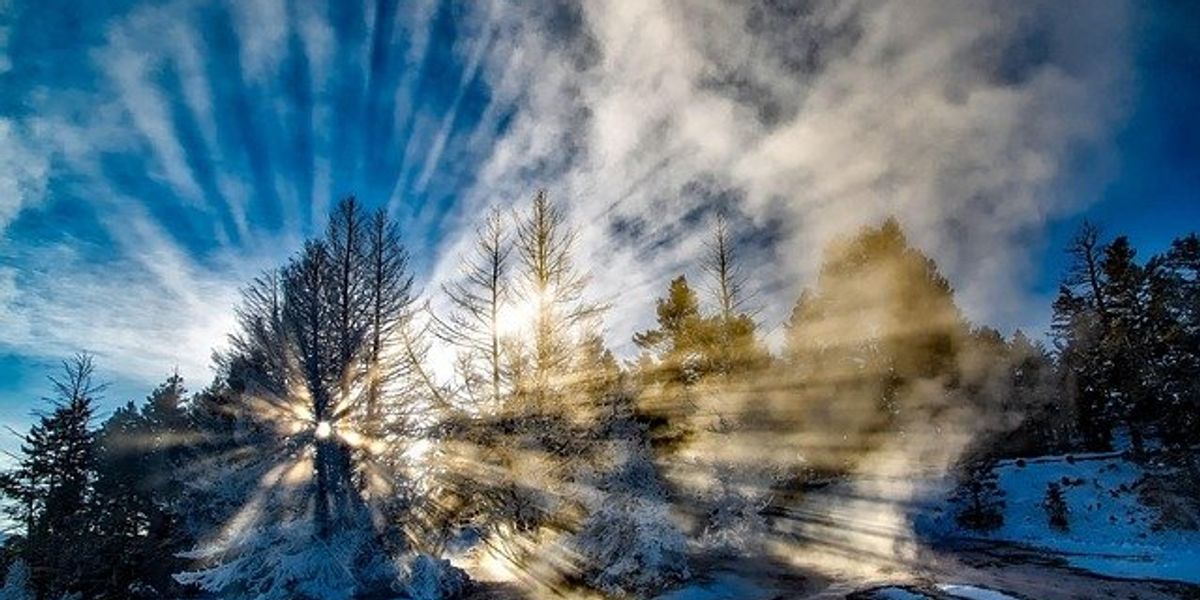 Sunlight filtered through tree branches in a forest.