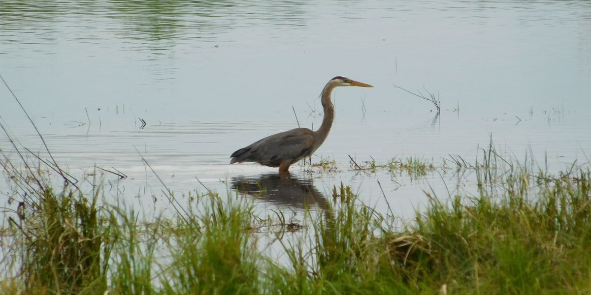 Supreme Court wetlands