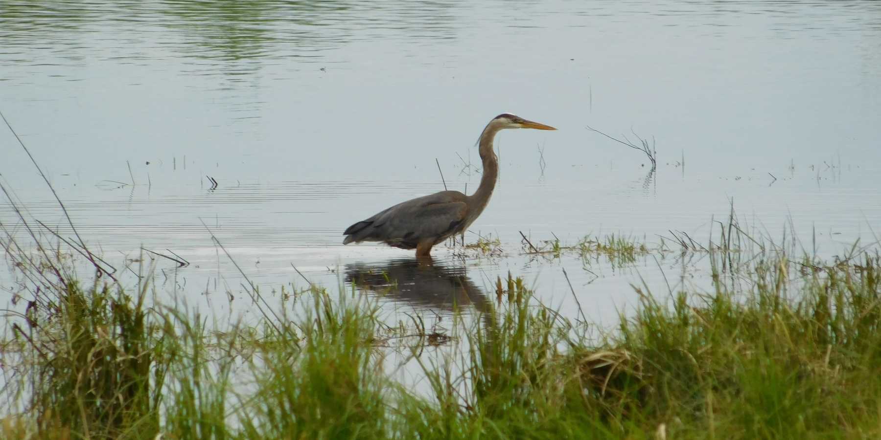 Supreme Court wetlands