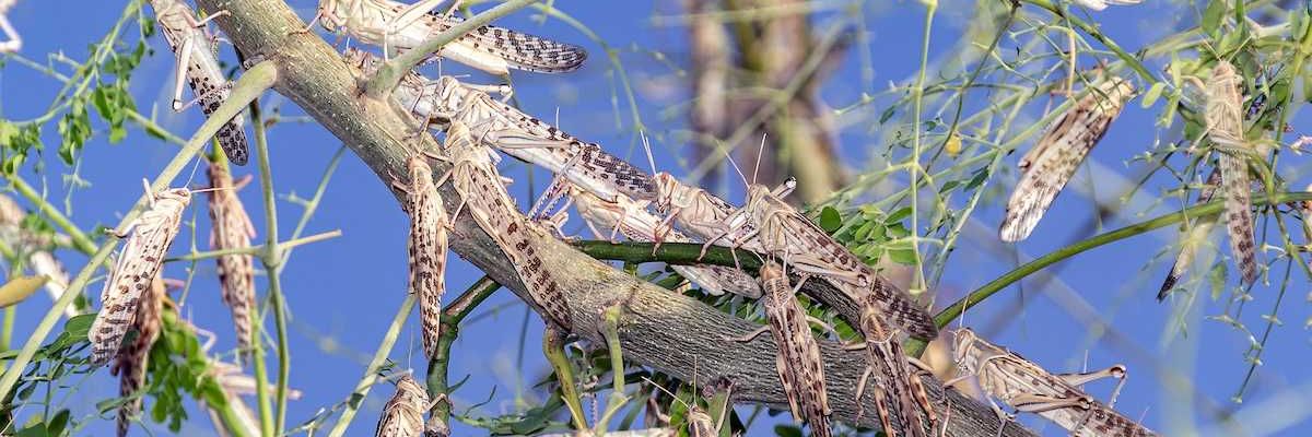 Swarm of locusts devouring a tree