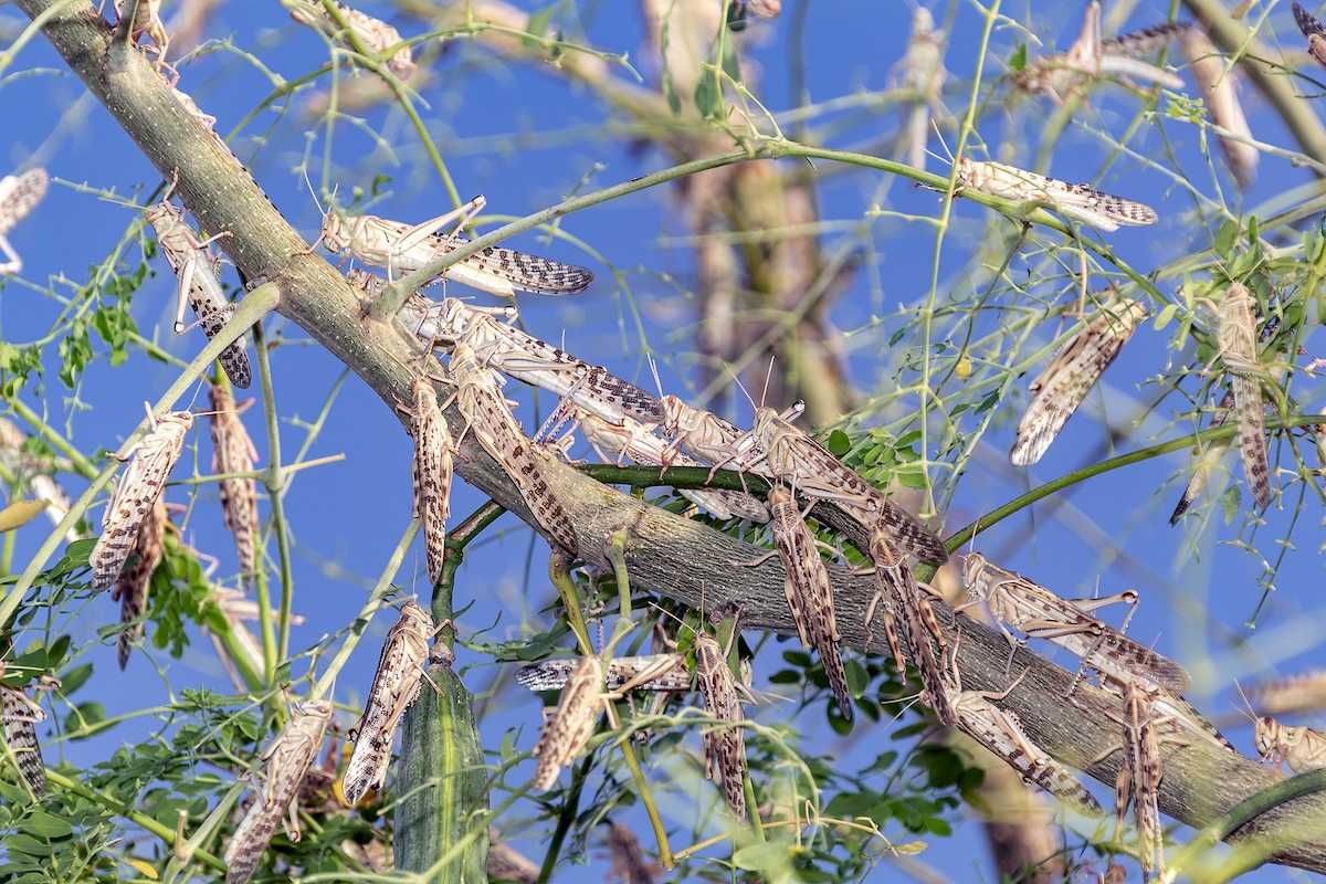 Swarm of locusts devouring a tree