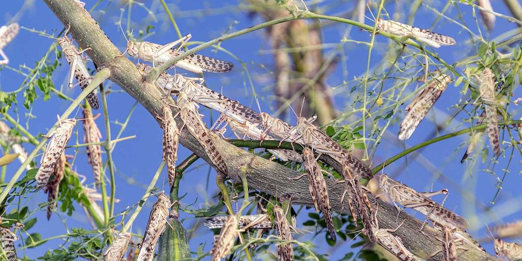 Swarm of locusts devouring a tree