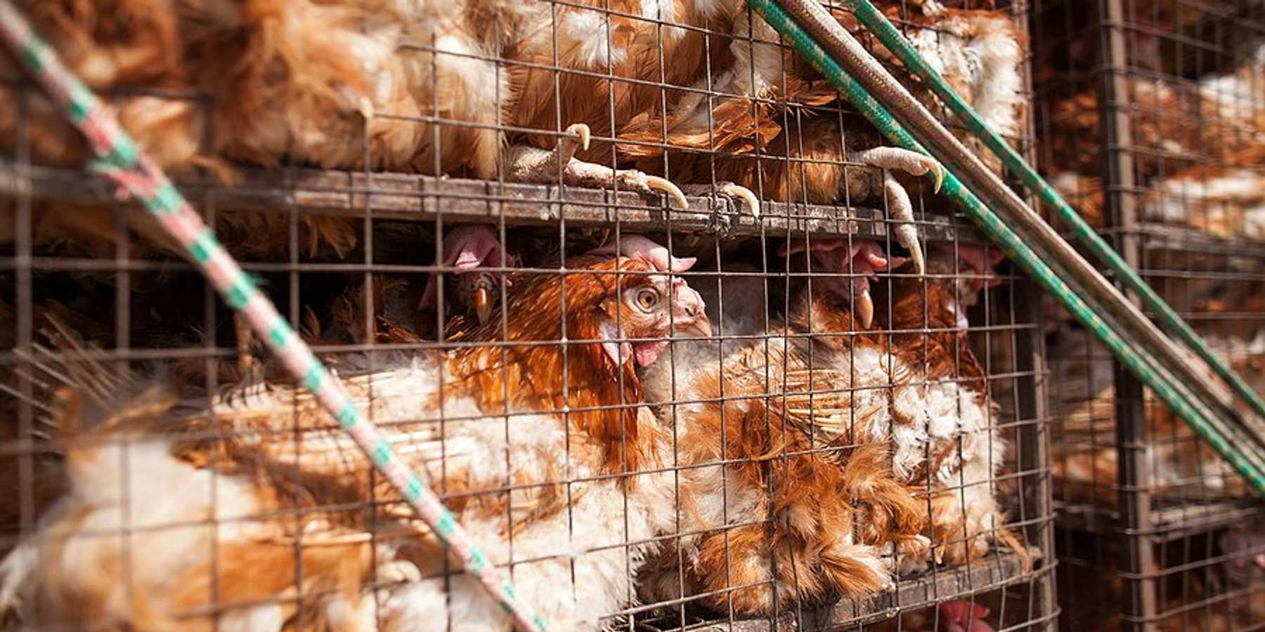 Tall cages filled with many chickens.
