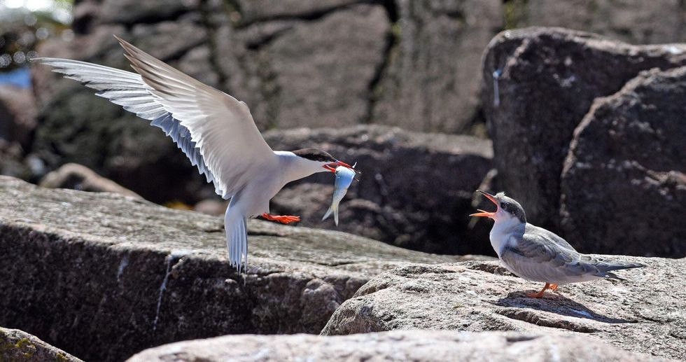 Tern herring recovery