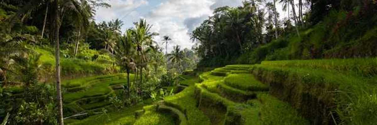 Terraced farm fields in a tropical location