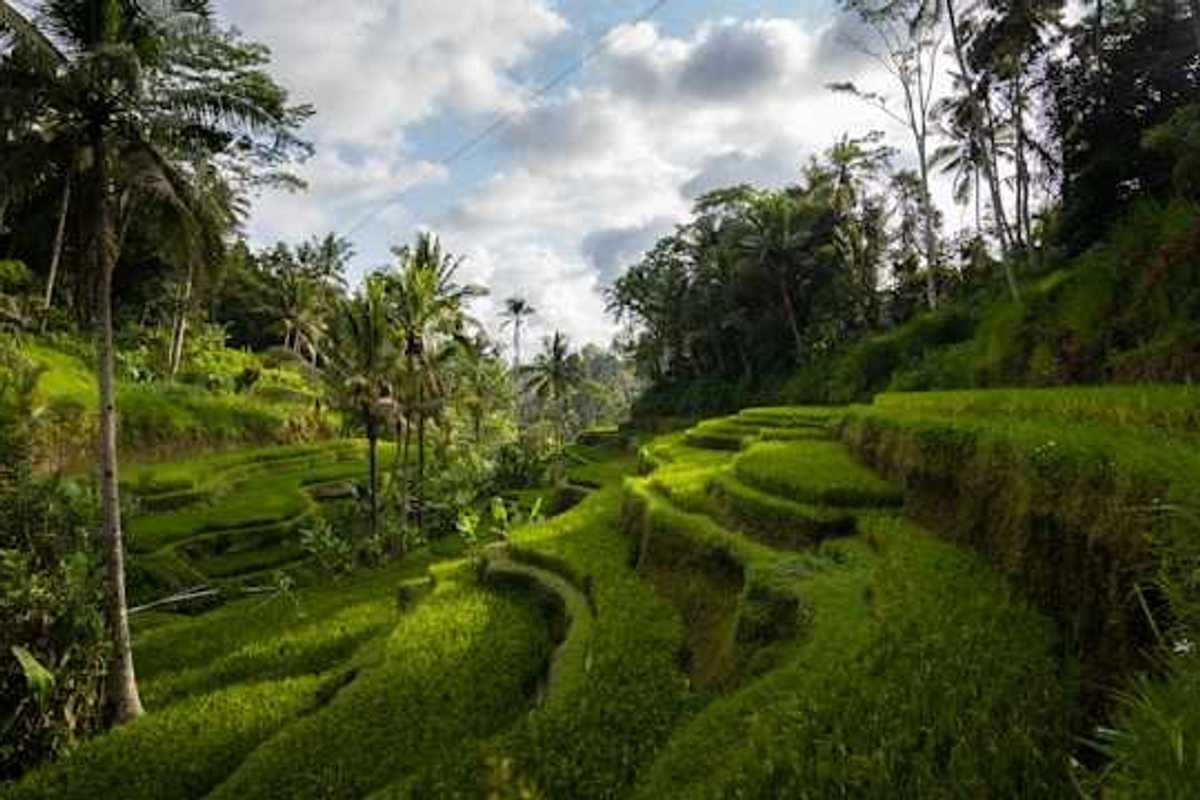 Terraced farm fields in a tropical location
