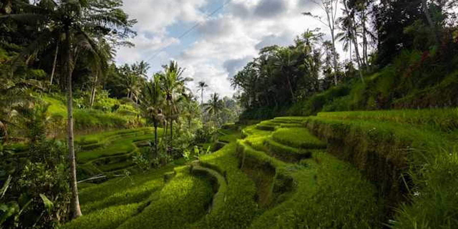 Terraced farm fields in a tropical location