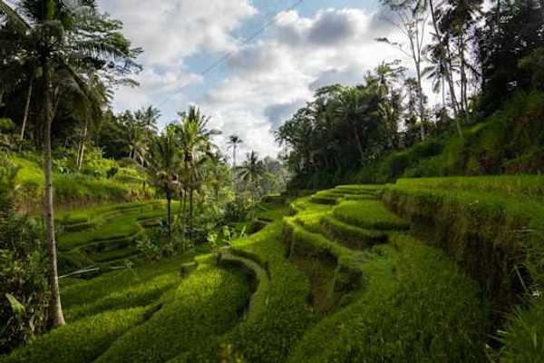 Terraced farm fields in a tropical location