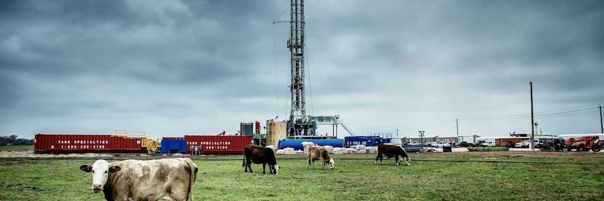 Texas fracking well pad with cattle grazing in foreground